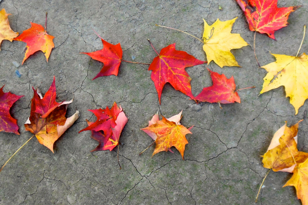 Dead leaves and beauty