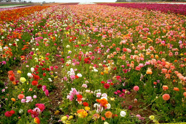 Flourishing flowers. CA